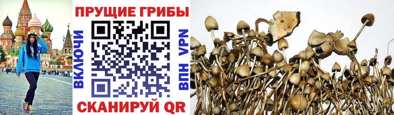 закладка  Питкяранта  OMG ссылка  Псилоцибиновые грибы ЛСД 